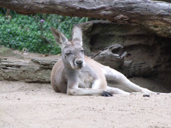 Sydney Zoo