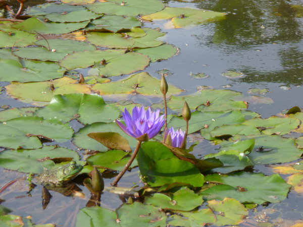Lilly Pad