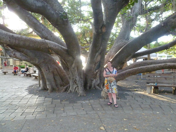 Big banyan tree in Lahaina