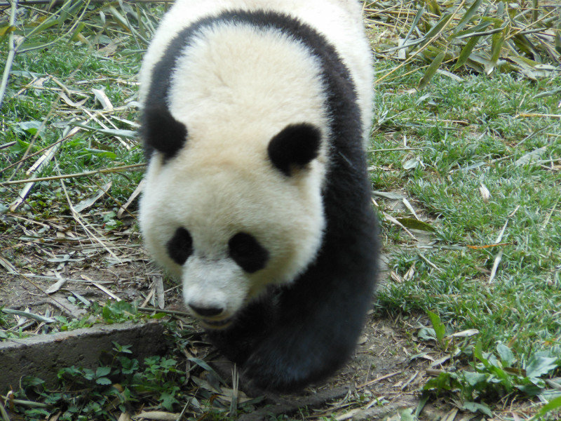 Panda Breeding Center Chengdu