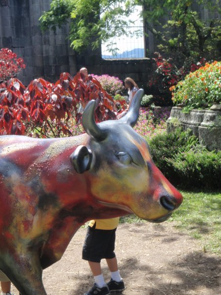 Cows in Cartago.