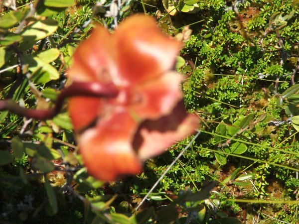 Out of focus pitcher plant flower at Eagle Hill 