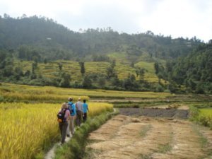 Walking through rice fields from the farmhouse