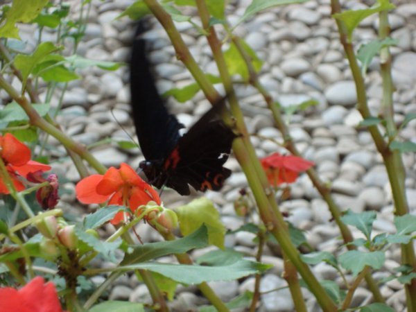 Butterfly at Himalayan Encounters