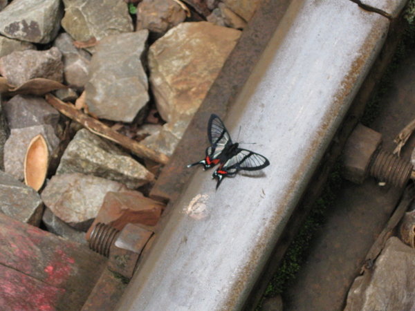 Butterfly on the Tracks