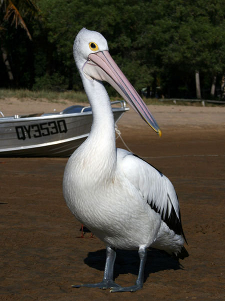 Pelicans of 1770