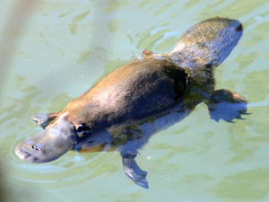 Duckbilled platypus @ Broken River