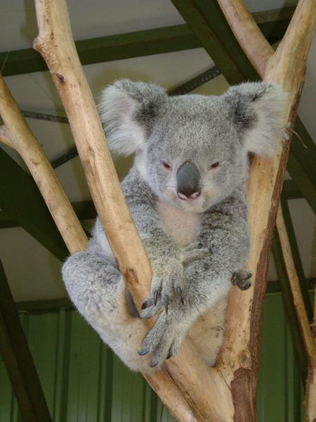 Brizzy koala