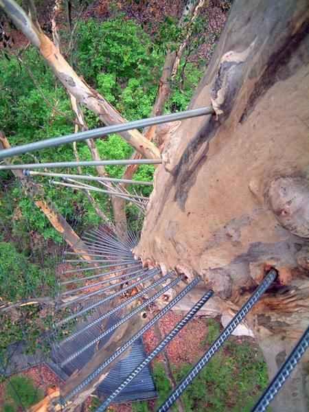 UP The Gloucester Tree