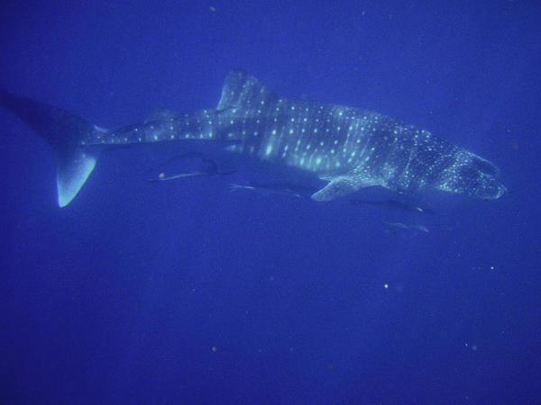Whale shark number 2