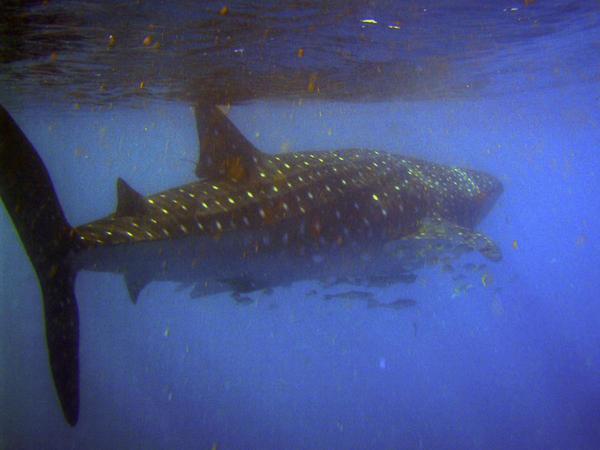 Whale shark number 3