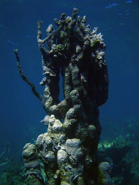 Sunken coral citadel