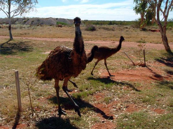 Campsite emus