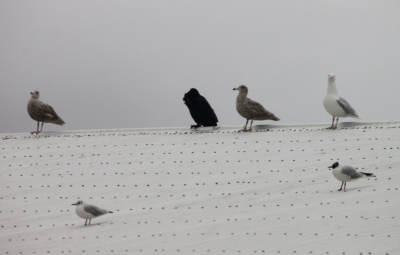 Birds on a cold tin roof - Isafjordur