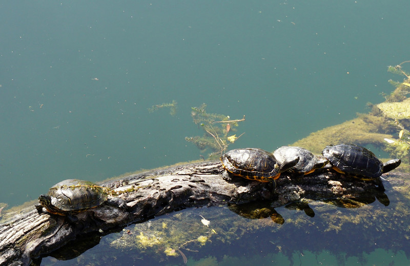 Sunbaking turtles 1 - Just three of hundreds on the Altrhein