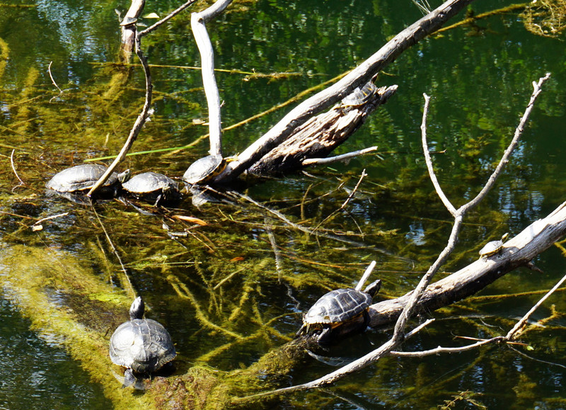 Sunbaking turtles 2 - on another branch