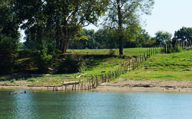 Sustainable fencing. It goes into the water to keep the cows in the correct paddock