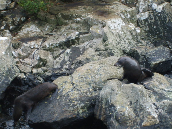 Fur Seals