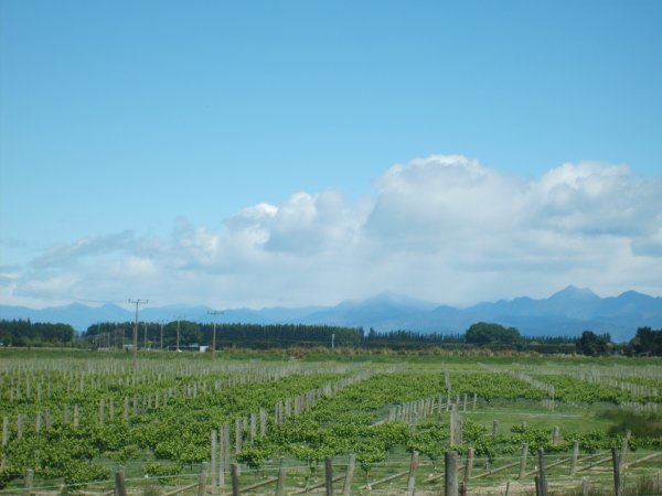 Vineyards near Blenheim