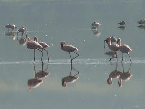 Flamingo at L Nakuru
