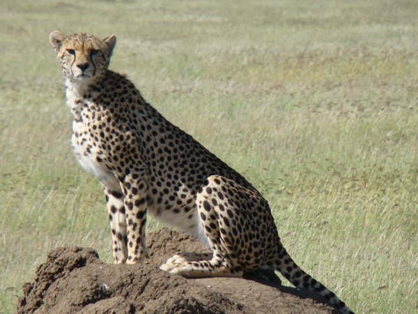 Cheetah on Rock
