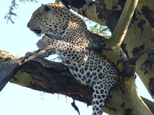 leopard in a Tree