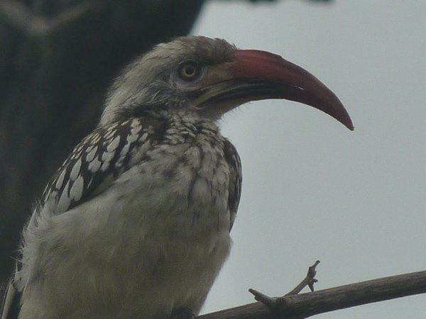 Hornbill in Chobe