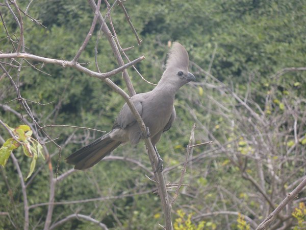 Another bird in Chobe
