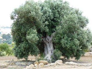 Another old olive tree