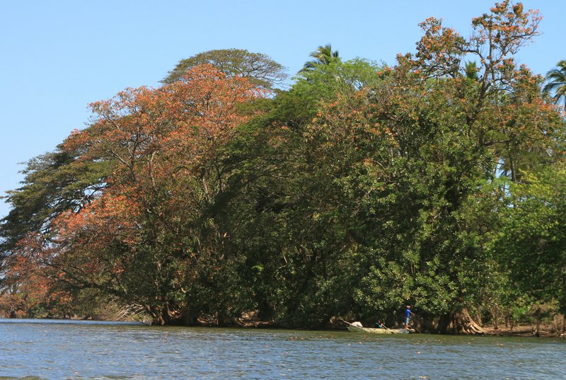 Fishing in the Mangroves