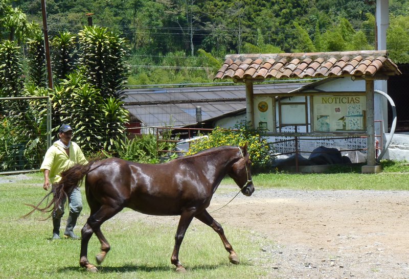 Colombian Walking Horse