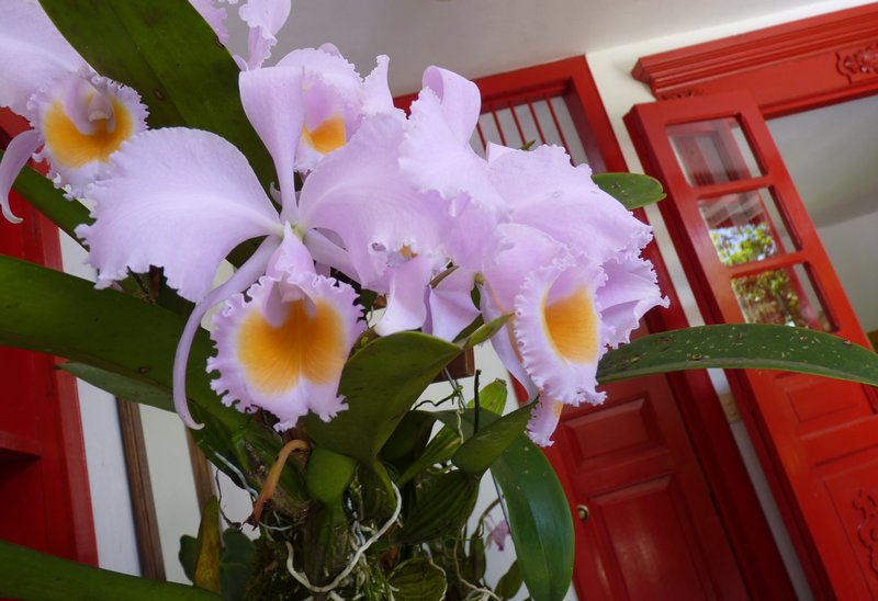 Orchids on the verandah