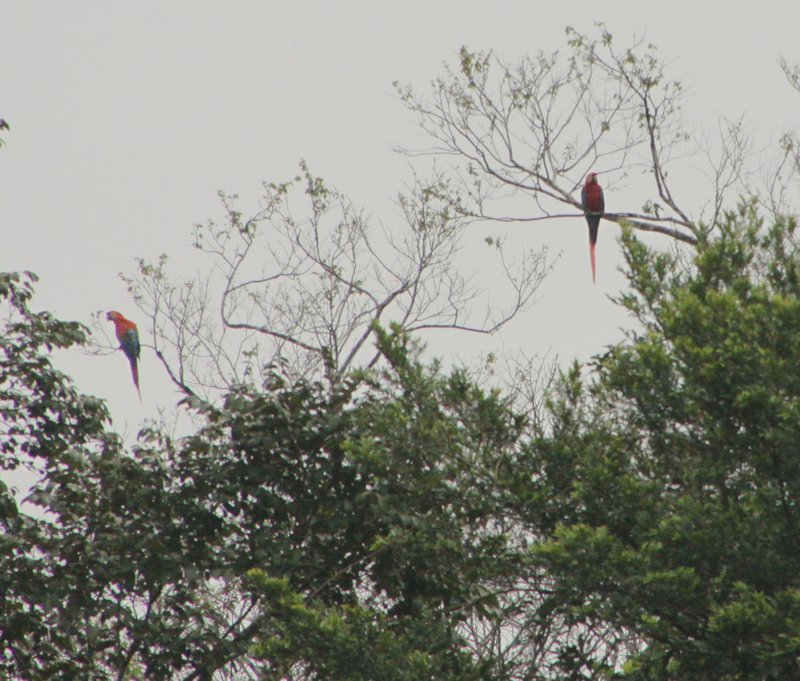 Macaws in the Wild 2