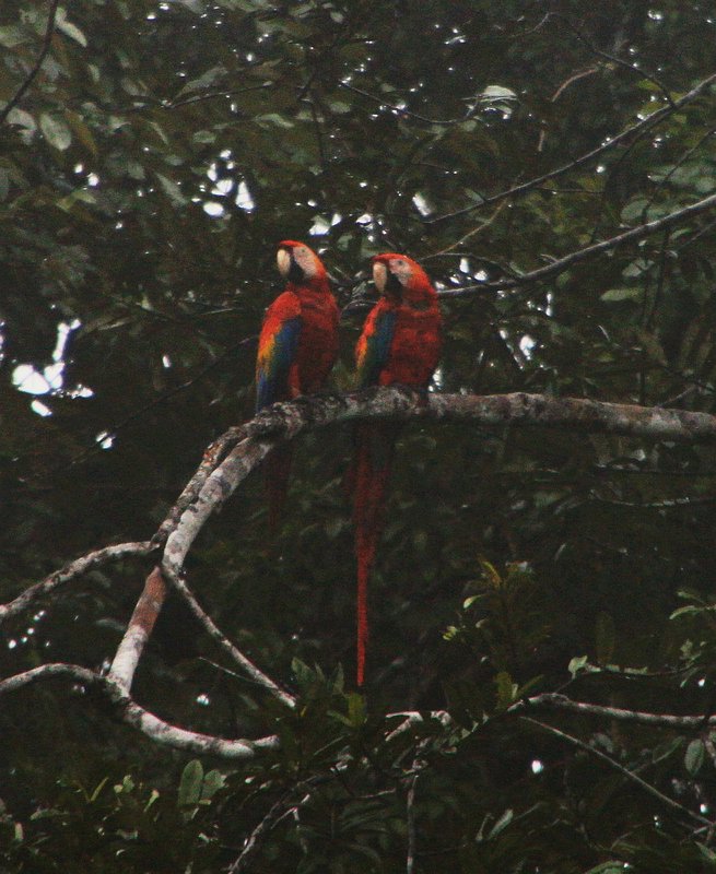 Macaws in the Wild 