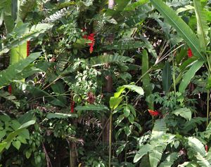 Heliconias in the Wild