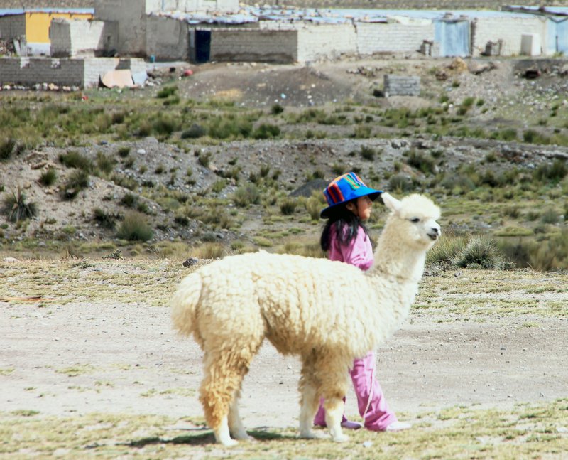 Taking the alpaca for a walk