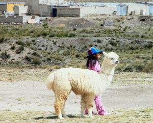 Taking the alpaca for a walk