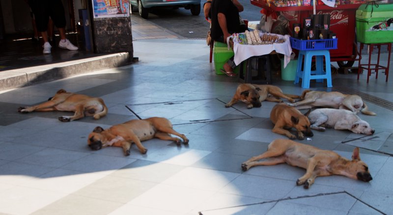 Dogs in Arica