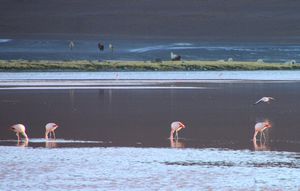 Flamingos and llamas
