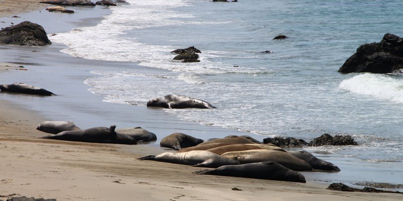Energetic elephant seals, Big Sur