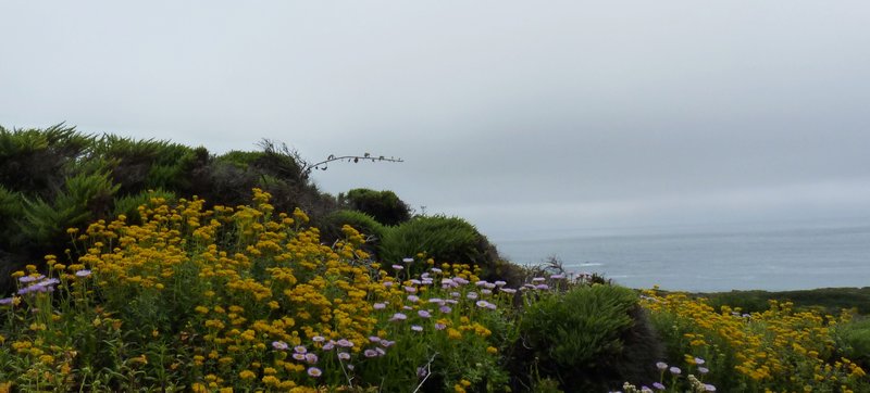 Wildflowers and fog, Big Sur