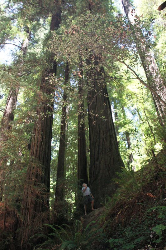 A seriously tall tree