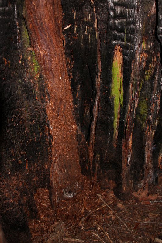 Inside a hollow cedar tree