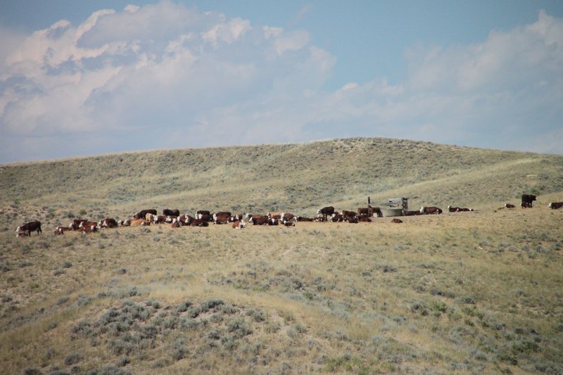 Wyoming cattle