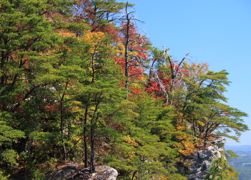 Autumn leaves, Cumberland Gap