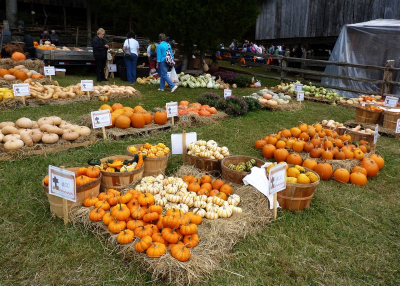 25 sorts of pumpkins for sale
