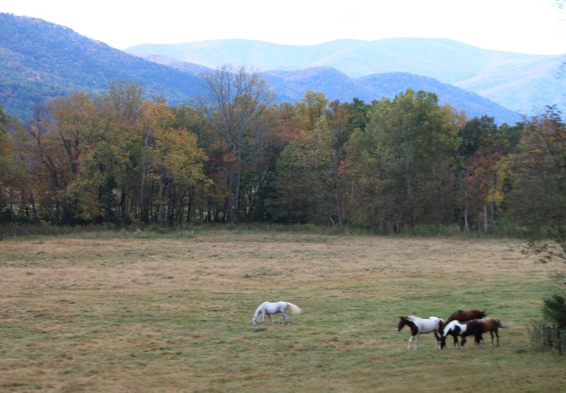 Smoky Mountain horses