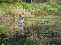 blue heron ocmulgee