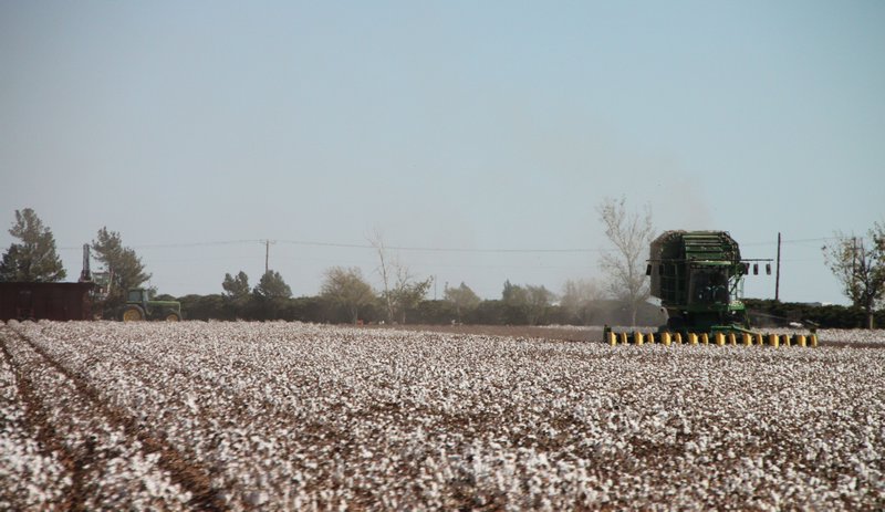 Cotton harvest, Texas
