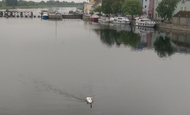 Swanning up the Shannon